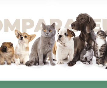 assurance pour animaux en belgique - comparatif
